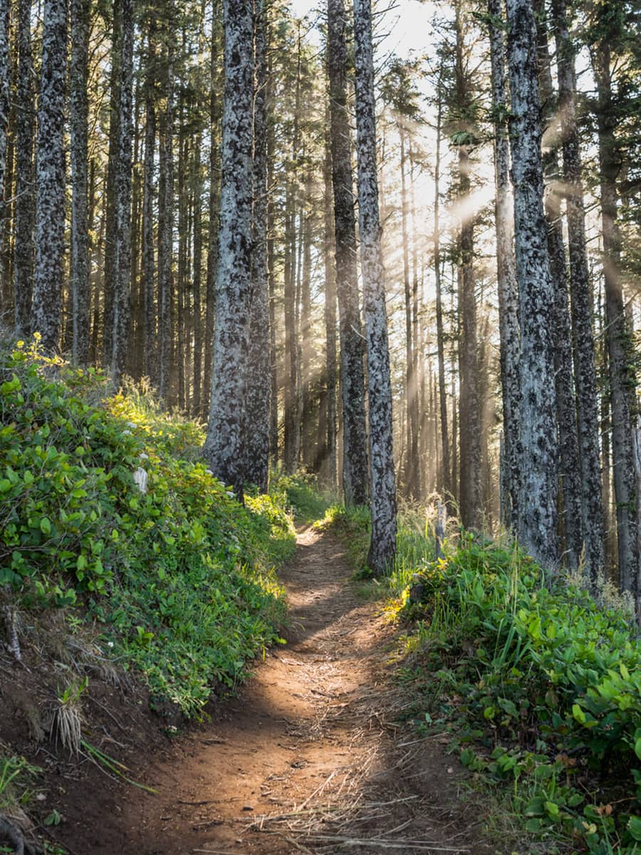 Narrow forest trail in Banff National Park winding through tall evergreens as soft sunlight filters through the trees.