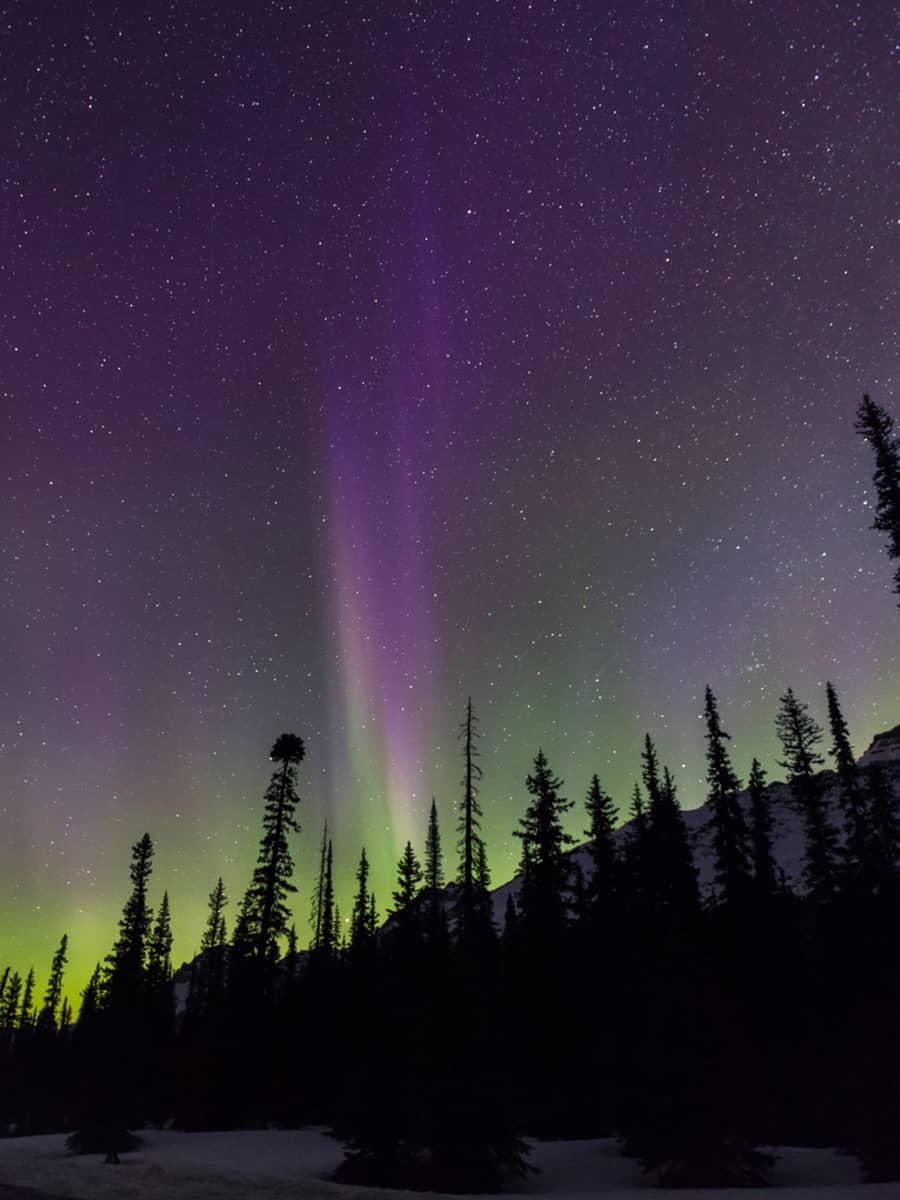 Northern lights glowing green and purple above a forested hillside, seen through silhouetted trees at night.