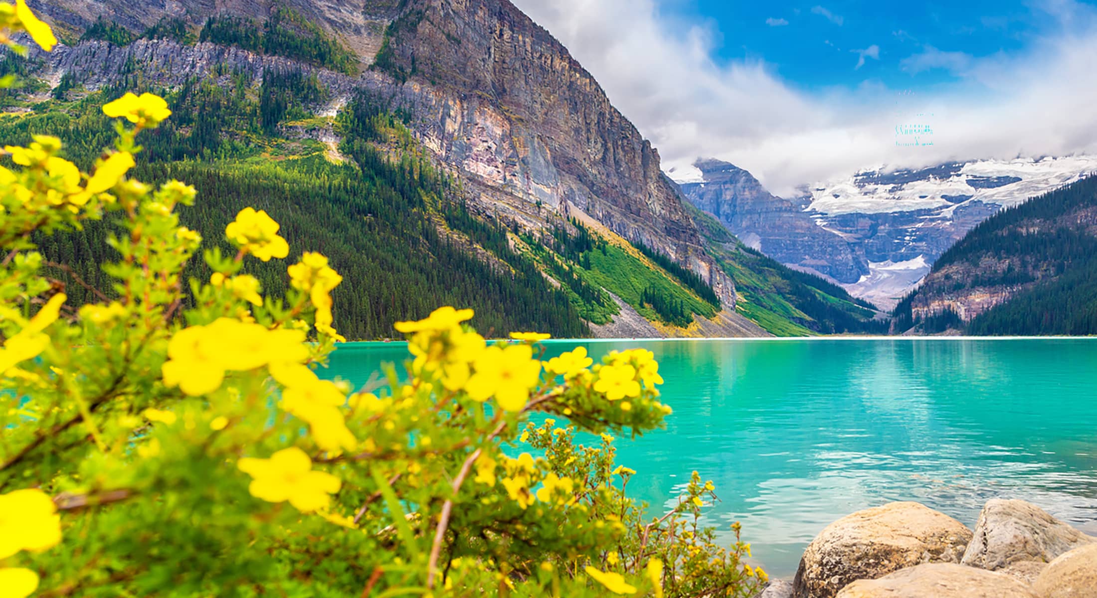 Panoramic view of Lake Louise and wild yellow flower, Banff National Park Of Canada