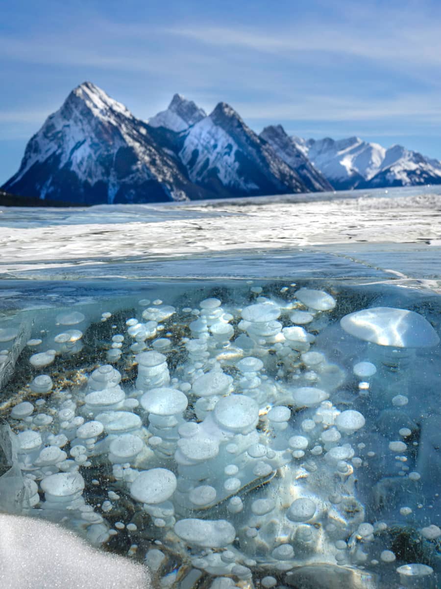 Layered methane ice bubbles suspended beneath the clear ice of Abraham Lake, with snow-covered mountains beyond.