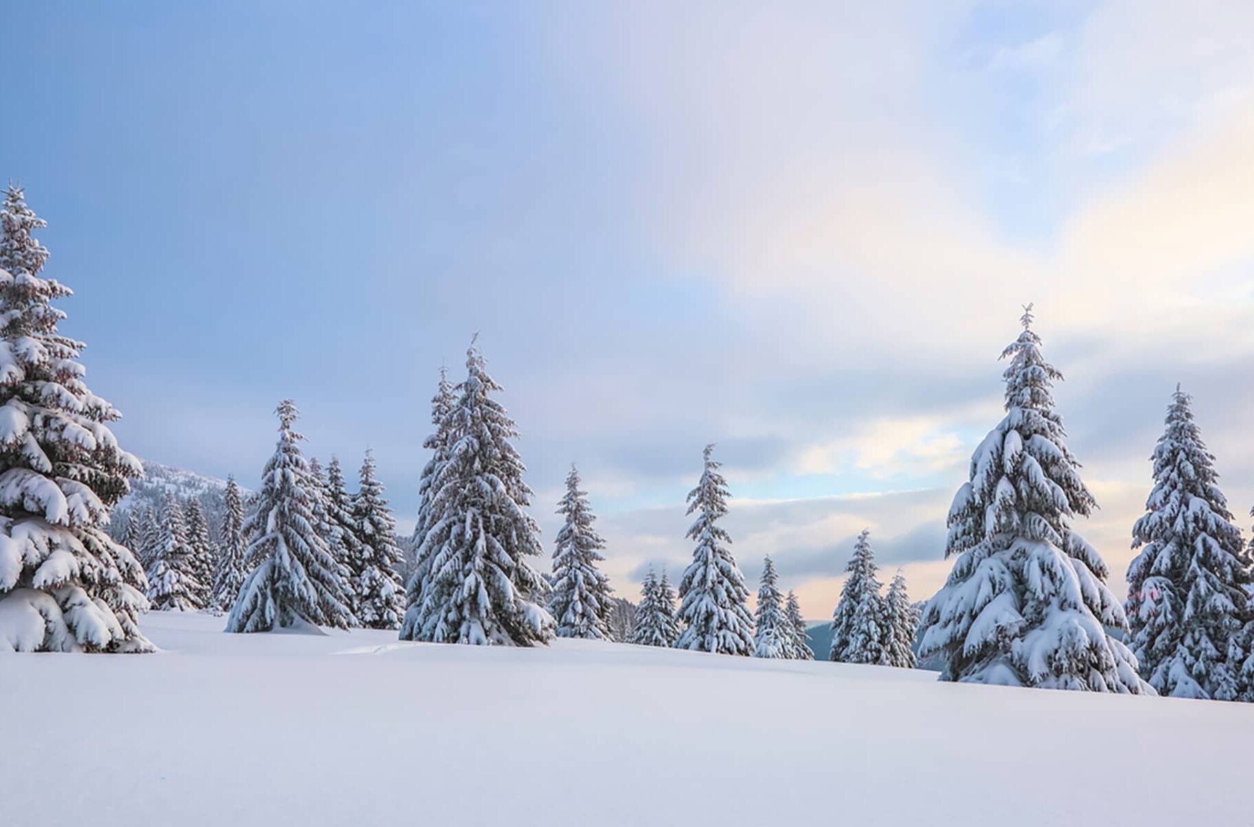 Snow-covered evergreen trees standing in an open alpine meadow under a soft winter sky in Banff National Park.