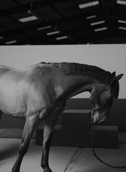 Lucknam Park Activities amp Equestrian Center